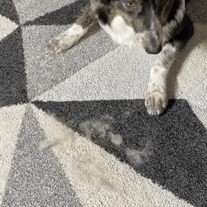 Fur Erase™ Fur Remover