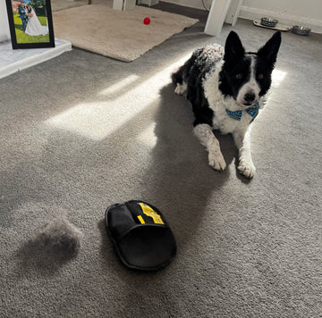 "Embrace a Fur-Free Home and Peace of Mind"